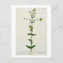Search for herbal postcards Botanical