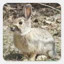 Search for cottontail gift wrap Rabbit