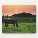 Search for swallow mousepads Wildlife