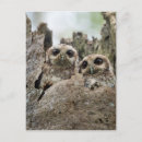 Search for little owl postcards Branch