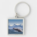 Search for humpback whale key rings Ocean