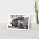 Search for forgot cards Cute