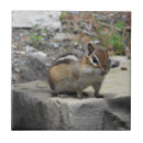 Search for creatures tiles Animal