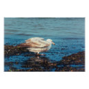 Search for gull posters Ocean
