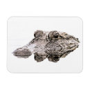 Search for gator magnets Nature