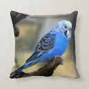 Search for budgie cushions Budgerigar