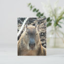 Search for rodent postcards Animal
