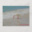 Search for white birds postcards Tropical