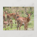 Search for impala postcards Wildlife