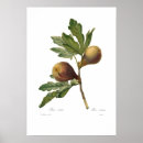 Search for fig illustration Floral
