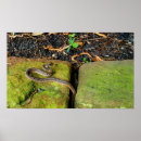 Search for snaking posters Pattern