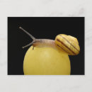 Search for snails postcards Postcrossing