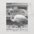 Search for wading postcards Flamingo