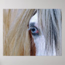 Search for gypsy vanner art Cob