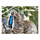 Search for duck feather art Ducks