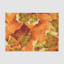 Search for autumn leaves tissue paper Seasons
