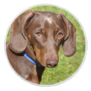 Search for dog lover knobs and pulls Dachshund