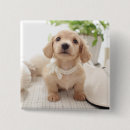 Search for miniature badges Dachshund