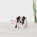 Search for australian shepherds cards Puppy