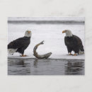 Search for prey postcards Haliaeetus leucocephalus