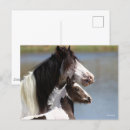 Search for gypsy vanners postcards Bob langrish