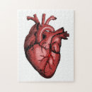 Search for anatomy puzzles Heart