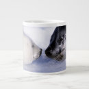 Search for harp seals mugs Wild animals