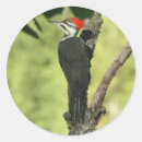 Search for pileated stickers Birds