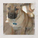 Search for akitas invitations Puppy