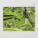 Search for fields postcards Rice