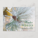 Search for pine needles postcards Cone