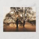 Search for bare tree postcards Sunset