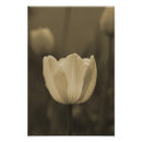 Search for single flower photography Tulip