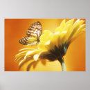 Search for beautiful monarch butterfly posters Flower