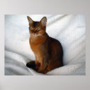 Search for abyssinian cat art Kitten