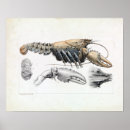 Search for crawfish posters Crab