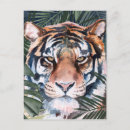 Search for wild cats postcards Tiger
