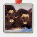 Search for arctic holiday christmas tree decorations Cold