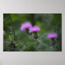 Search for thistle posters Nature