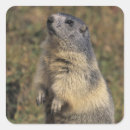 Search for marmot stickers Wildlife