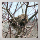 Search for birds nesting posters Photography