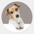 Search for jack russell round stickers Puppy