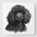 Search for poodle clocks Cute