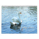Search for swans swan calendars Photography