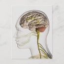 Search for nervous system postcards Healthcare