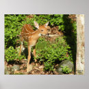 Search for fawns posters Nature