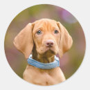 Search for vizsla stickers Puppy