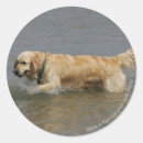 Search for flat coated retriever stickers Canine photographer