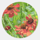 Search for rudbeckia stickers Flowers