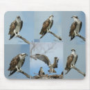 Search for bird mousepads Birds of prey